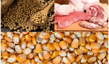 เปิดตลาดหมู-ไก่ ให้สหรัฐ ไทยต้องรอบคอบ ควรยกเลิกโควต้าและภาษีนำเข้าวัตถุดิบเสริมแกร่งปศุสัตว์ไทย