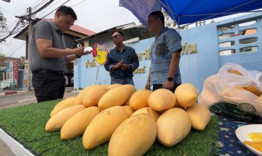 มะม่วงน้ำดอกไม้สีทองขอนแก่นต้นฤดูออกผลผลิตแล้วกก.ละ 35 – 50 บาท