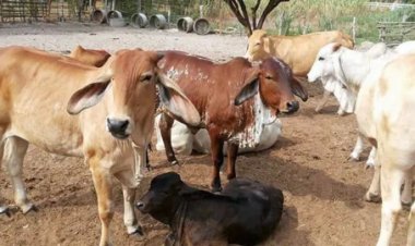 โคเนื้อพัทลุงราคาวูบเกษตรกรขาดทุนยับวอนรัฐเจรจาส่งออกจีน