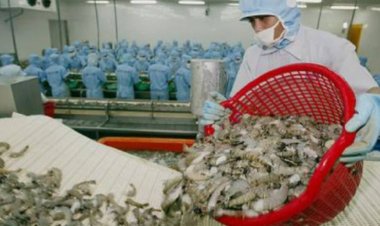 วาง 11 มาตรการ ฟื้นอุตสาหกรรมกุ้ง ยกระดับการผลิต เร่งพัฒนาสายพันธุ์