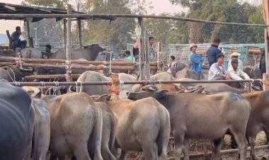 ตลาดนัดโคกระบือเมืองอุทัยธานีคึกคักแห่ซื้อโคกระบือเงินสะพัดหลายล้านต่อวัน