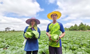 เกษตรกรโคราช ปลูกกะหล่ำปลีสลับมันสำปะหลัง ได้ผลผลิตสุดปัง ขายไร่ละกว่าครึ่งแสน