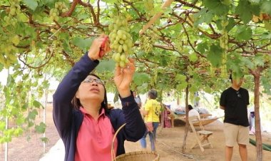 หยุดสุดสัปดาห์เที่ยวเมืองเลย แวะชิมซื้อองุ่นปลอดสารเคมี สวนองุ่นสาลี่บ้านน้ำสูบ
