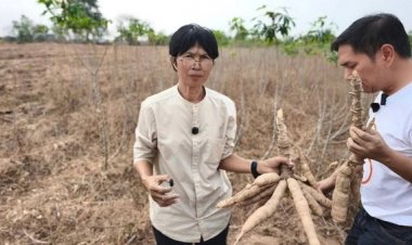 มันสำปะหลังราคาดิ่งเหว ปล่อยยืนต้นตายเกลื่อนไร่ ขุดขายไม่คุ้มต้นทุน