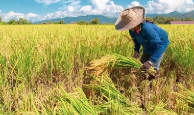 สมาคมโรงสีอีสาน หนุนมาตรการรัฐ ดันราคาข้าวนาปรังขึ้น แนะเร่งตั้งตลาดซื้อขายล่วงหน้า