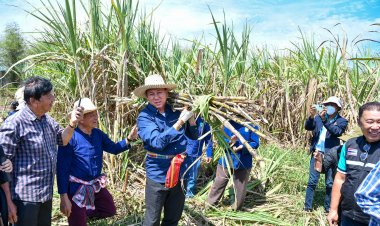 พ่อเมืองชลบุรีลงพื้นที่รับฟังปัญหาของเกษตรกรชาวไร่อ้อย