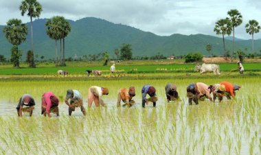 ชาวนา 3 จังหวัดลุ่มน้ำปากพนังเลิกทำนา คาดอีก 10 ปีต้องซื้อข้าวจากเมียนมา-กัมพูชา-เวียดนาม