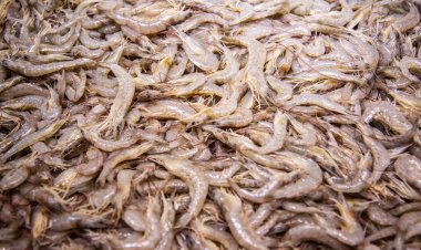 เลี้ยงกุ้งแบบดั้งเดิม เสี่ยงเสียหาย ทำกุ้งไทยไม่เติบโต