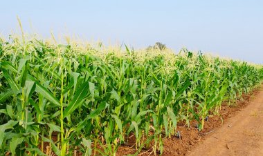 กรมปศุสัตว์หนุนใช้ข้าวโพดพร้อมฝักหมักเป็นอาหารสัตว์ลดต้นทุน