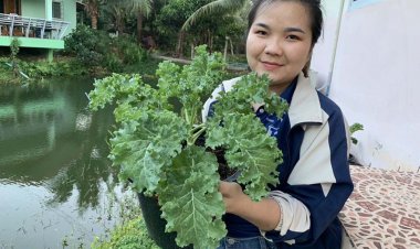 สาวตรัง ปลูกผักเคล ราชินีผักใบเขียว ขายทั้งใบและต้น สร้างรายได้ดี