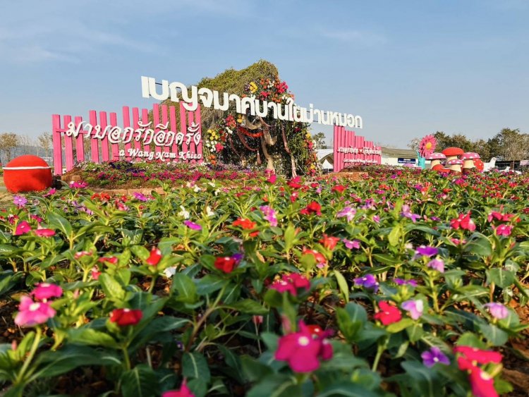 ดอกเบญจมาศบานสะพรั่ง ต้อนรับเดือนแห่งความรัก @ วังน้ำเขียว