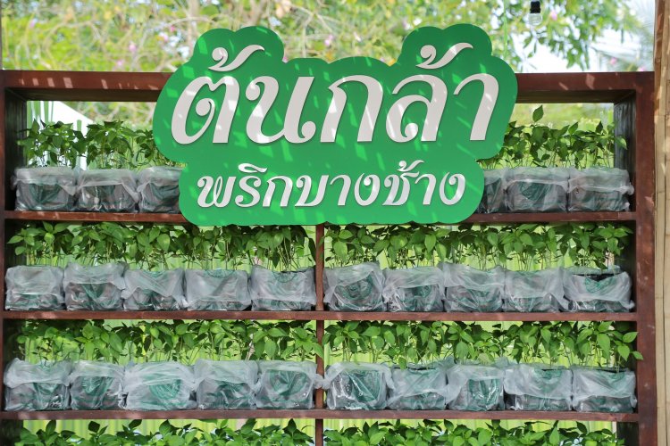 นิทรรศการด้านการเกษตรงานเฉลิมพระเกียรติฯ ณ อุทยาน ร.2 รับต้นพันธุ์พริกบางช้างฟรี!