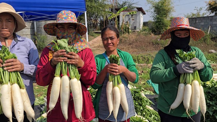เกษตรกรขอนแก่นปลูกหัวไชเทาหลังเกี่ยวข้าวเสร็จขายสร้างรายได้ 1.6 แสนต่อปี