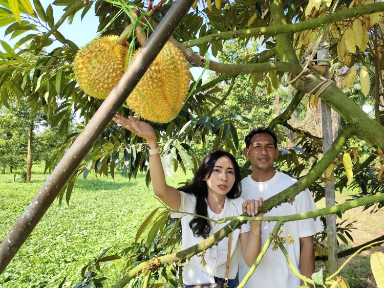 หนึ่งเดียวในโลก ทุเรียนศรีทอง(ถ้ำสิงห์) ผลไม้มงคล ของดีเมืองชุมพร