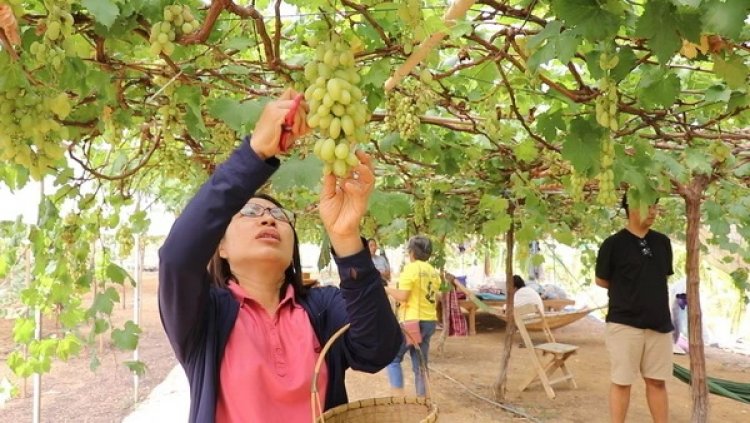 หยุดสุดสัปดาห์เที่ยวเมืองเลย แวะชิมซื้อองุ่นปลอดสารเคมี สวนองุ่นสาลี่บ้านน้ำสูบ