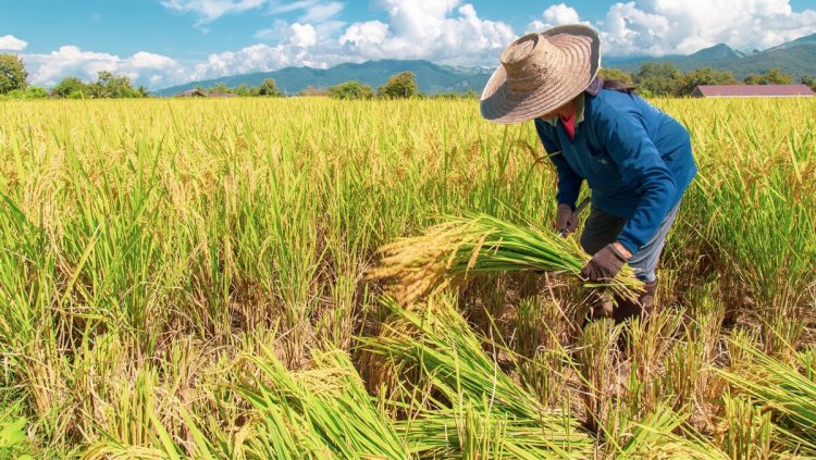 สมาคมโรงสีอีสาน หนุนมาตรการรัฐ ดันราคาข้าวนาปรังขึ้น แนะเร่งตั้งตลาดซื้อขายล่วงหน้า