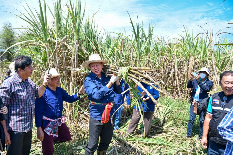 พ่อเมืองชลบุรีลงพื้นที่รับฟังปัญหาของเกษตรกรชาวไร่อ้อย