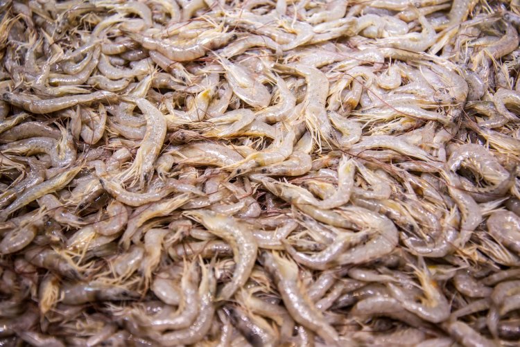 เลี้ยงกุ้งแบบดั้งเดิม เสี่ยงเสียหาย ทำกุ้งไทยไม่เติบโต