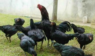 กระทรวงเกษตรฯลุยเปิดตลาดส่งออกไก่พื้นเมืองมีชีวิตไปอินโดนีเซีย