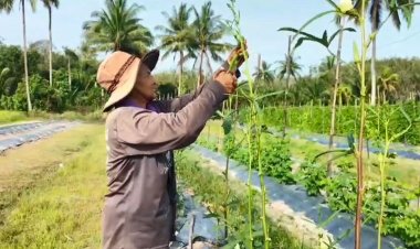เกษตรกรสงขลา ฟื้นแปลงผักอายุสั้นหลังน้ำท่วม สร้างรายได้