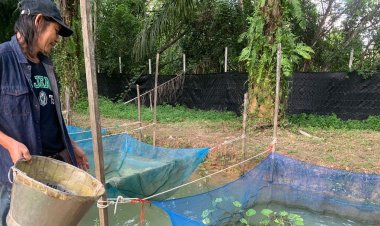 'จิ้งหรีดทอง' สัตว์เศรษฐกิจ เลี้ยงง่าย ขายคล่อง