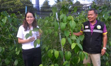 พัทลุง เดินหน้าโครงการ “ปลูกพลูเงินล้าน”  สร้างเงิน สร้างงานคนเมืองลุง