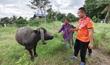 พาดูควายแปลก เขาทิ่มดินทั้งฝูง มีฝูงเดียวที่เมืองครบุรี
