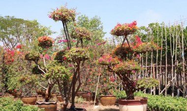 เกษตรกรเมืองย่าโมเฮ! ‘ตะวันออกกลาง’มีความต้องการไม้ดอกไม้ประดับสูง