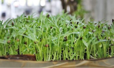 6 ขั้นตอน ปลูกต้นอ่อนผักบุ้ง เก็บทานได้ ปลูกขายสร้างรายได้เสริม