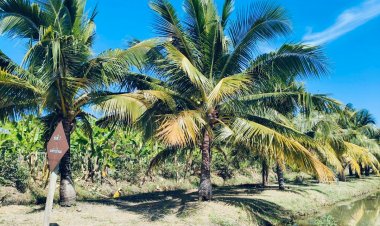 ชูเทคโนโลยีปลูกมะพร้าวน้ำหอมในพื้นที่ดินเค็มให้ผลผลิตรสชาติหอมหวาน