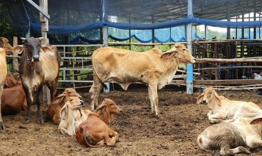 กลุ่มเลี้ยงโคศรีวิชัยภาคใต้เตรียมบุกกรุงพบนายกฯแก้ราคาตกต่ำ