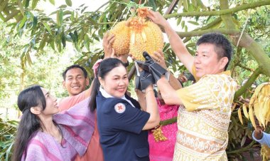 พ่อเมืองชุมพร ตัดทุเรียนศรีทอง (ถ้ำสิงห์)  สายพันธุ์ใหม่ หนึ่งเดียวในโลก คนแห่ประมูลลูกเดียว 2 แสนบาท
