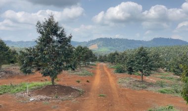 ตำรวจกองปราบปรามตรวจยึดสวนทุเรียนกว่า 919 ไร่ บุกรุกป่าสงวนฯจันทบุรี