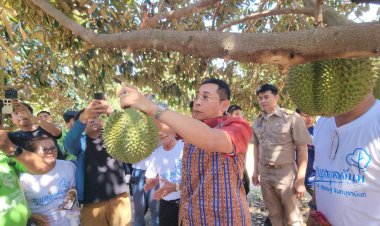 ระยอง OK ทุเรียนGIคุณภาพดี  ออกสู่ตลาดแล้ว  อร่อยทุกเม็ด เด็ดทุกสวน ไร้สารปนเปื้อน