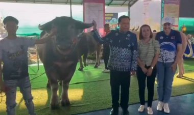 ผู้เลี้ยงควายทั่วไทย 400 รายส่งควายสวยงามประกวดชิงถ้วยพระราชทานคึกคัก