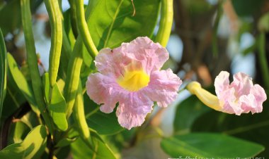 “ชมพูพันธุ์ทิพย์” พืชควบคุมภายใต้อนุสัญญาไซเตสนำเข้าและส่งออกต้องได้รับหนังสืออนุญาต