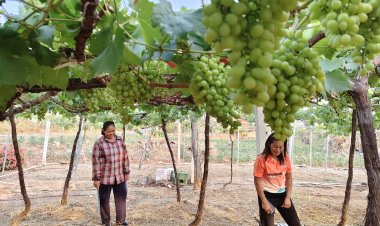 ชาวครบุรีปลูกองุ่นริมเขื่อนลำแชะ ผลดกเต็มสวน เตรียมตัดขายปีแรก