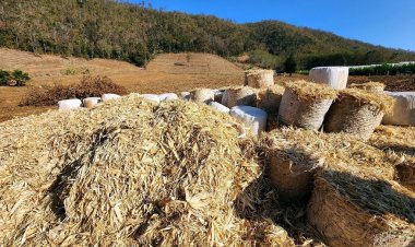 บ้านแม่วาก นำร่องเกษตรทางเลือกสร้างผลิตผลมูลค่าสูง