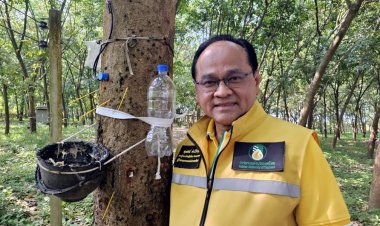 กยท.ลุยดัน “โครงการชะลอการขายยาง” ลดเสี่ยงราคาผันผวน