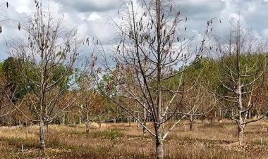 โรคกิ่งตายทุเรียน ระบาดในภาคใต้ หวั่นแล้งจัดเพิ่มสำรองน้ำ โค่นยางลงทุนปลูกเพิ่ม