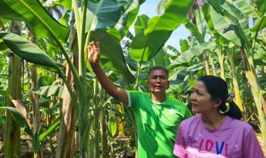 ชาวสวนโคราช แห่พลิกสวนหลังบ้านปลูกกล้วยตานีขายใบตองโกยได้เดือนละ 2 หมื่น