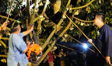 ผู้ว่าฯศรีสะเกษนำชาวสวนปัดดอกทุเรียนช่วยผสมเกสรเพิ่มผลผลิตทุเรียนภูเขาไฟ