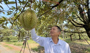 ทุเรียนสายพันธุ์หมอนทองเขาบรรทัด รุ่นแรกของตราด ออกสู่ตลาดแล้ว