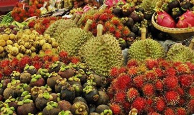 ชาวสวนผลไม้ใต้ลุยเปิดศูนย์รับซื้อส่งป้อนเครือข่ายทั่วไทยรับมือผลผลิตล้นตลาด