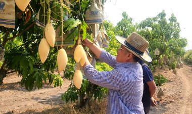 “กระทรวงพาณิชย์” แนะเกษตรกรเปลี่ยนปลูกพืชให้เหมาะสมกับพื้นที่