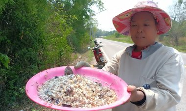 ชาวปราจีนบุรีสอยไข่มดแดง หารายได้เสริมหน้าแล้ง ขายกก.ละ800