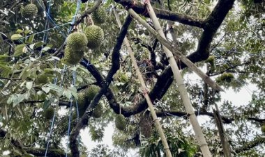 ปภ.จันทบุรีแจ้งเตือนชาวสวนทุเรียนเฝ้าระวังพายุฤดูร้อนถล่มถึง 20 มี.ค.นี้