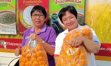 “นฤมล”พลิกชีวิตมุ่งสู่ไร่ “ปลูกดาวเรือง” ดอกไม้ทำเงินแห่งอ.น้ำหนาว