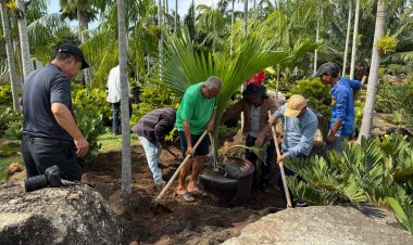 สวนนงนุชพัทยาผนึกจีนลุยวิจัยต้นมะพร้าวทะเล-ต้นปรงไม้หายากที่สุดในโลก