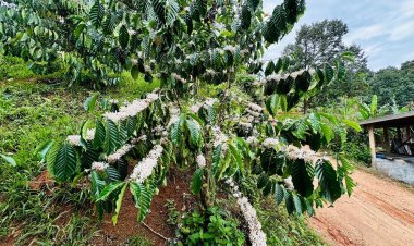 เผยสถานการณ์กาแฟไทย ปี 67/68 ผลผลิตอาราบิกา-โรบัสตา รวมกว่า 15,651 ตัน